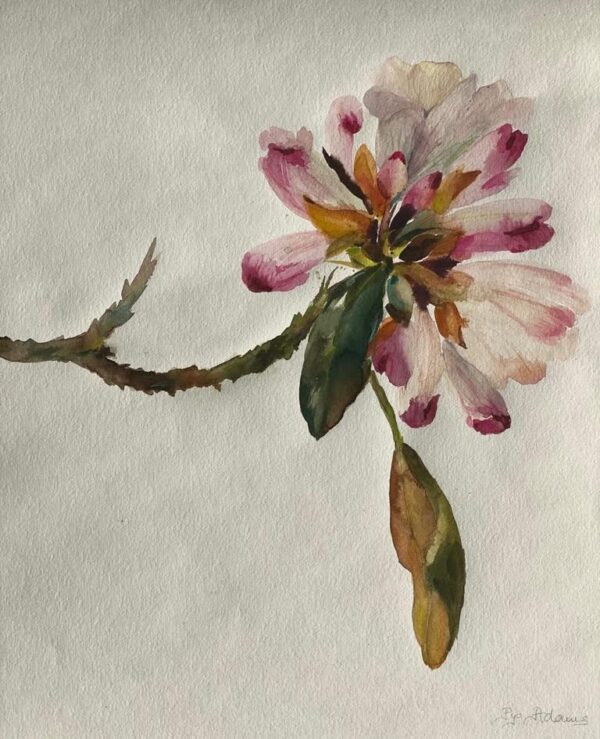 Rhododendron **SOLD**